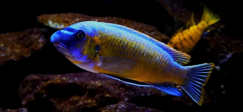 Labeotropheus trewavasae 'Katale Island'